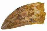 Serrated, Carcharodontosaurus Tooth - Real Dinosaur Tooth #322065-1